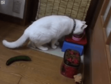 슈아 고양이 오이 깜놀 점프 공중부양 당황 충격 웃긴 짤 동물