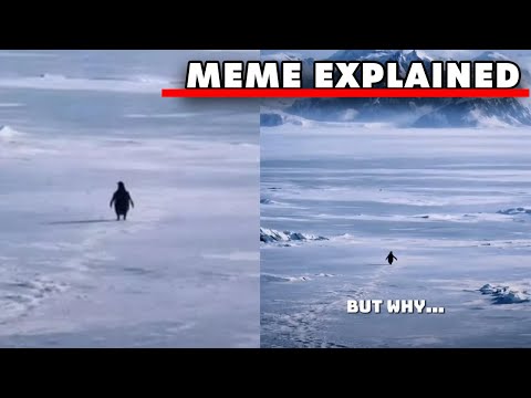 허무주의 펭귄 (Nihilist Penguin)