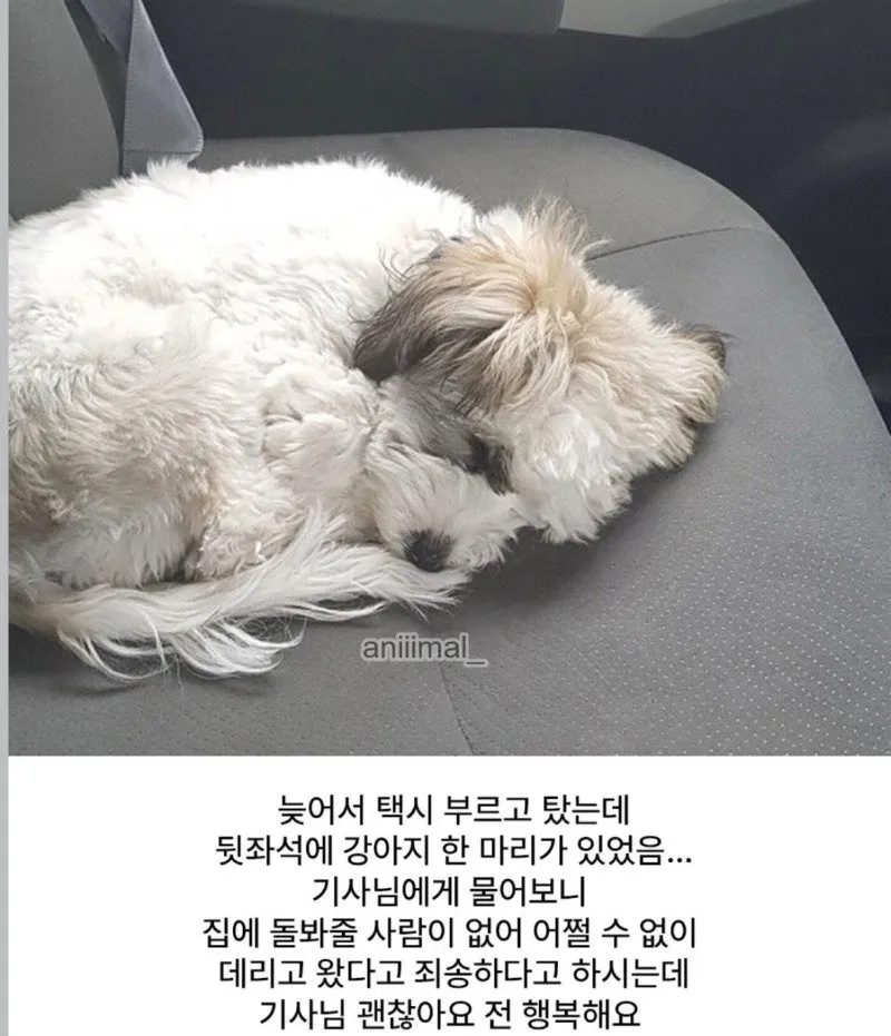 택시 강아지 합승 훈훈 힐링 행복 감동 귀여운 뒷좌석 기사님