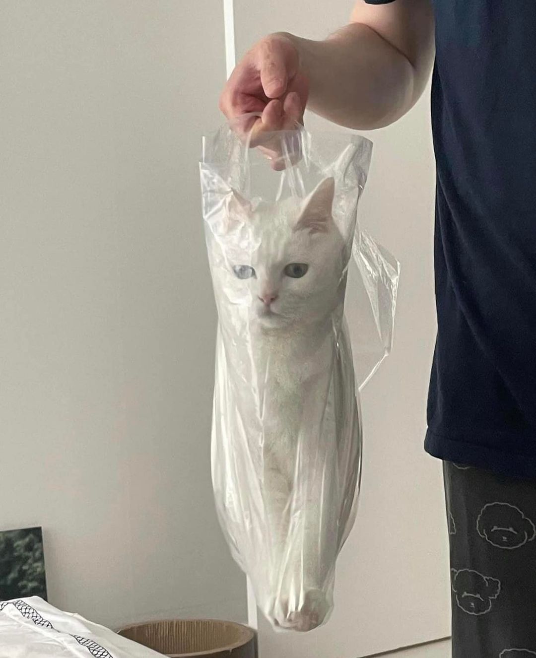 포장 포장이요 #냥짤 #고양이