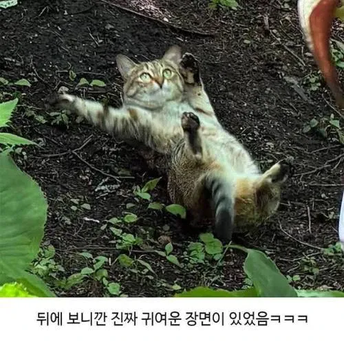 고양이 벌러덩 깜짝 당황 귀여운 야외 반응짤