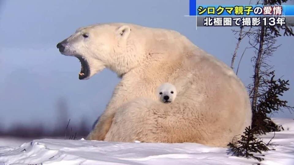 극한의 귀여움 #북극곰