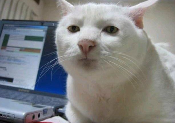 멍때리기 무념무상고양이 고양이 무념무상 헐