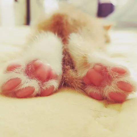 바닥 발바닥 발...바닥