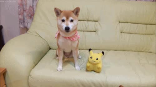 피카추 인형 시바견