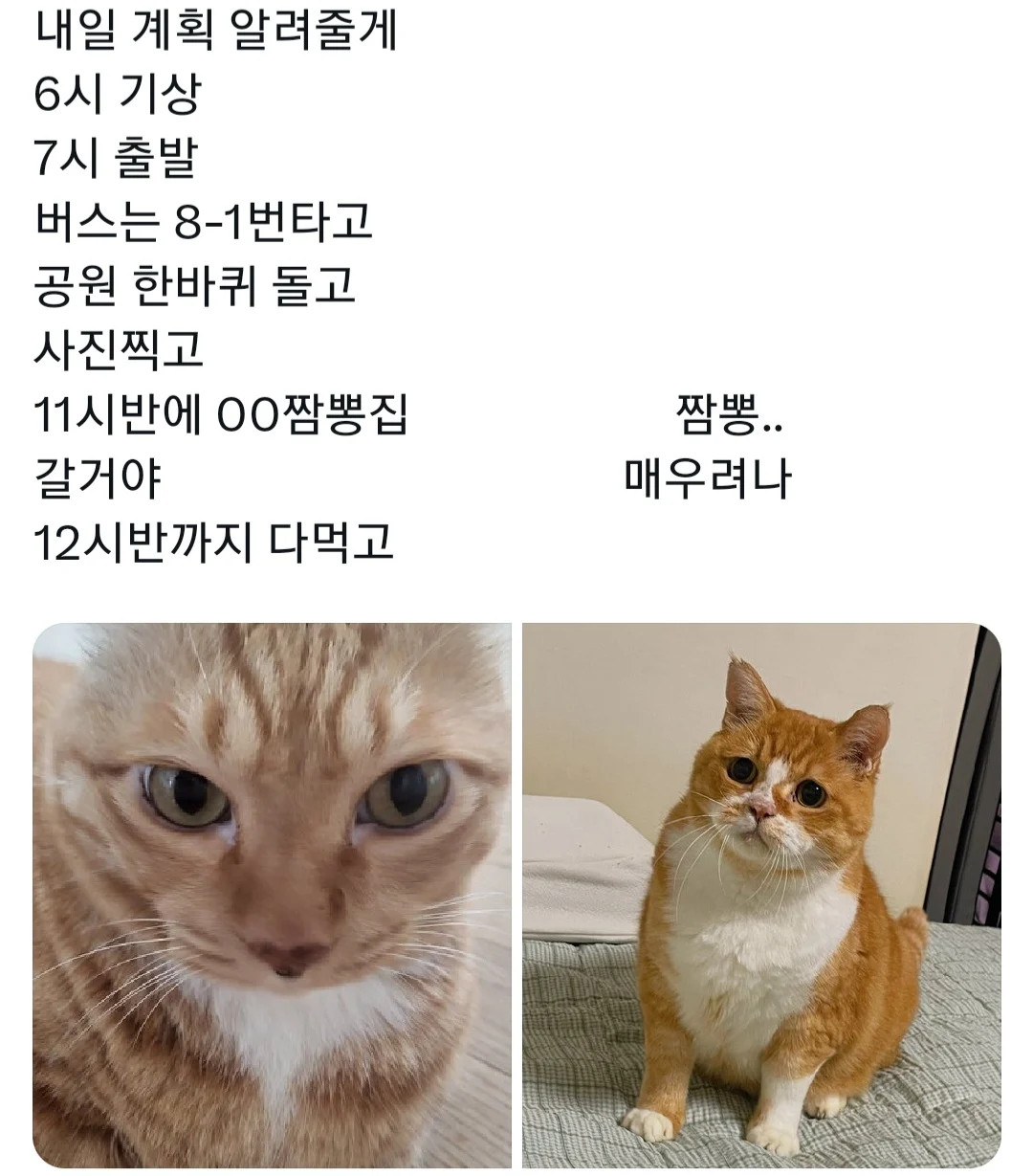 MBTI J와P 여행 J P 고양이 계획 차이 온도차 짬뽕 멍때림 공감