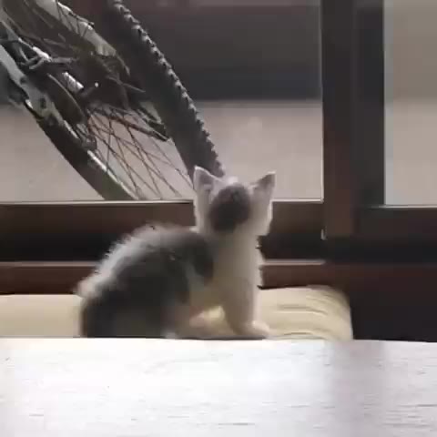 고양이 아기 창문 만남 대치 귀여운 동물