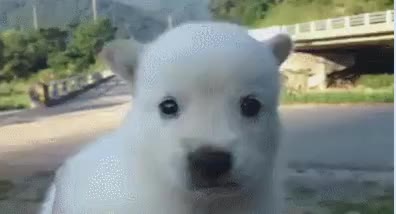 멍멍이 멍짤 강아지 ㄷㄷㄷ 덜덜