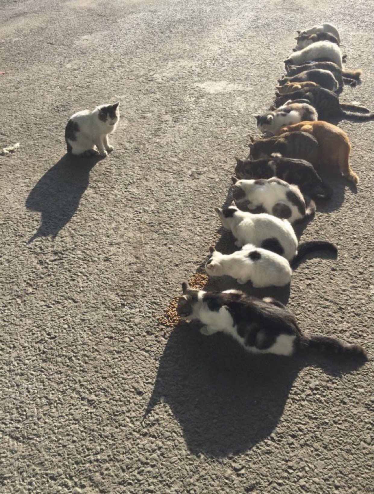 오늘 너희를 부른 이유는 중대장이다 #중대장 #고양이 #냥짤