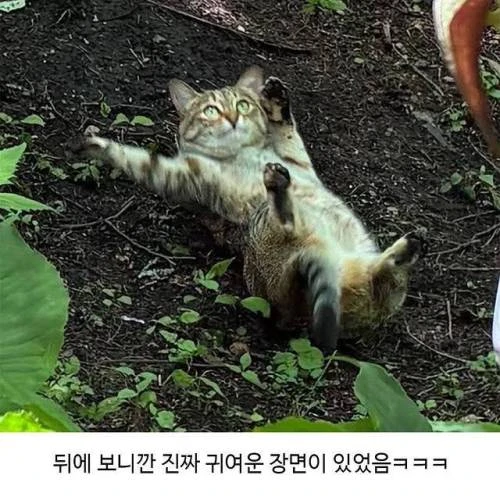 고양이 벌러덩 깜짝 당황 귀여운 숲 야외 반응짤