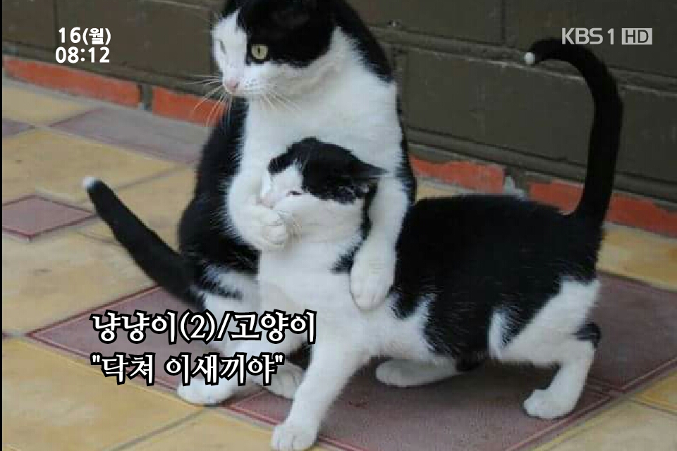 조용히  닥쳐 고양이 쉿