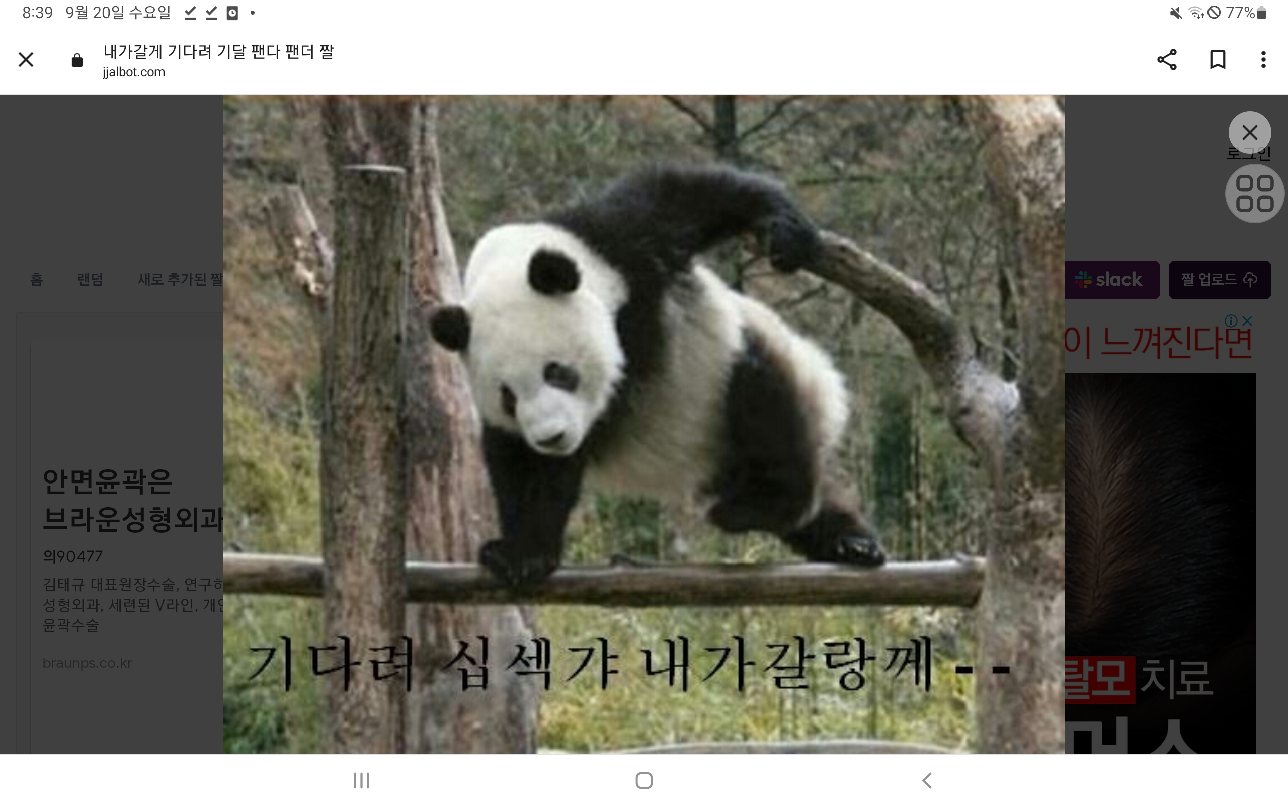 다 패러 가는 세계관 최강 판다