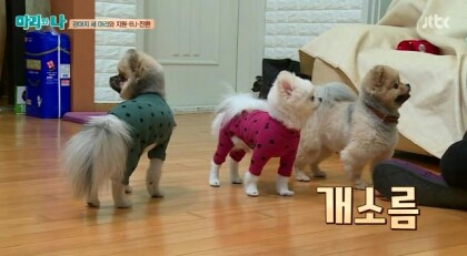 강아지소름 개소름 오도도 ㅂㄷㅂㄷ