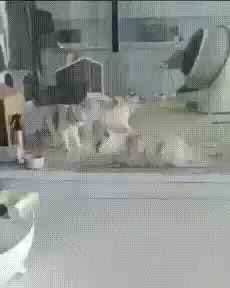 짤 짤방 모음