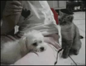 고양이 냥이 귀여운 냥펀치 냥아치 동물