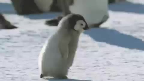 달려달려 펭귄 달려 동물 귀엽 애기 아기