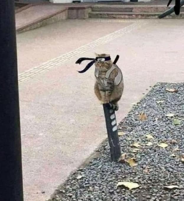 닌자 #냥짤 #고양이