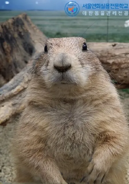 레리 프레리독