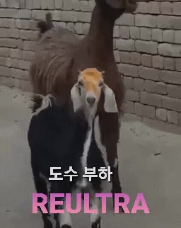 울트라 염소 스타크래프트 울트라리스크 도수 부하 REULTRA 위풍당당 당당함 웃긴