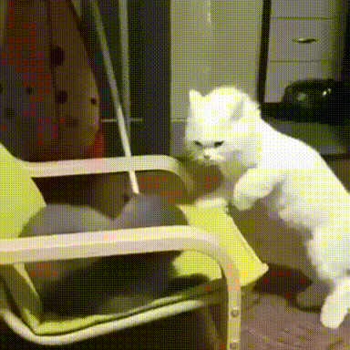 고양이 냥이 귀여운 냥펀치 냥아치 동물