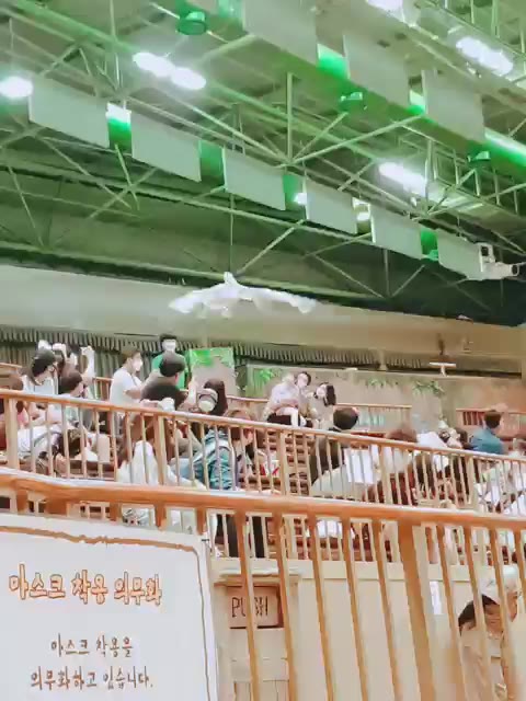 가생이 펠리컨 경기장 난입 관객석 비행 당황 갑자기 동물짤 대형조류