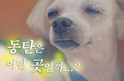 동탄 동탄은 어떤 곳일까 아련 강아지