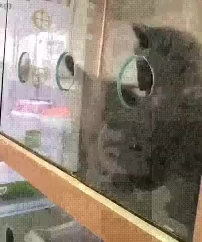 냥짤