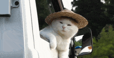 고양이 한숨