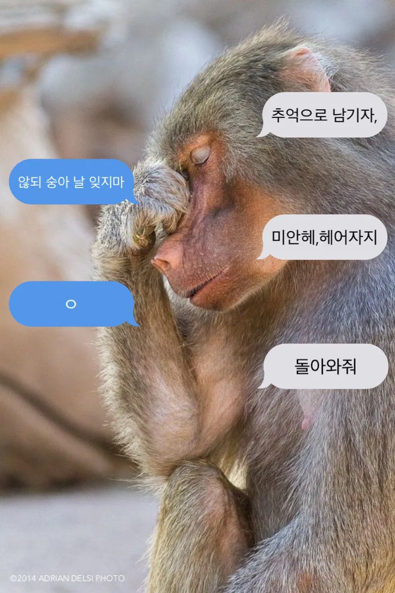 헤어지자 이별 돌아와줘 원숭이짤