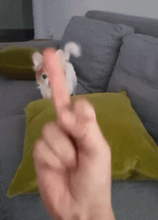강아지 욕 손가락욕 공격 싫어 욕에 반응한는 댕댕이 멍뭉이 멍멍이 주인욕