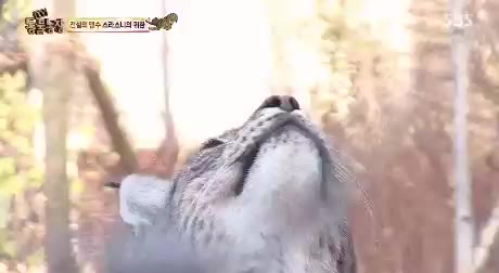 점프 냥짤 망함