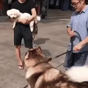 나도 안아 줘봐 gif 강아지 나도안아줘 허스키 애교 세상순진