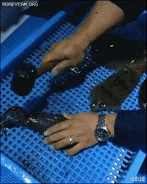 ㅊㅍ 해삼 작아짐 쪼그라듦 당황 창피 민망 알타리 빡두 움츠러듦