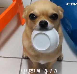 강아지 개 댕댕이 치와와 구걸 밥줘