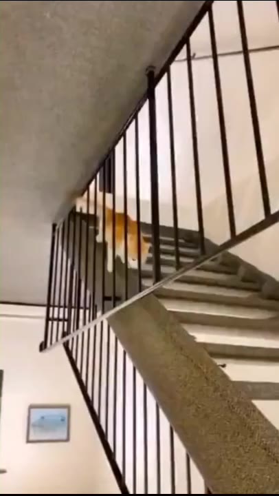 신남 냥짤 물구나무 고양이