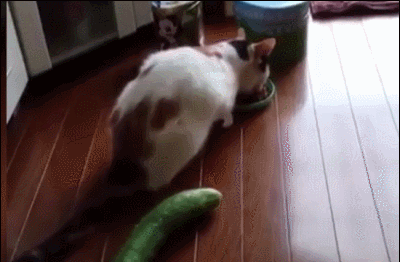 슈아 고양이 밥 먹다 깜놀 움찔 놀람 당황 코믹 동물짤