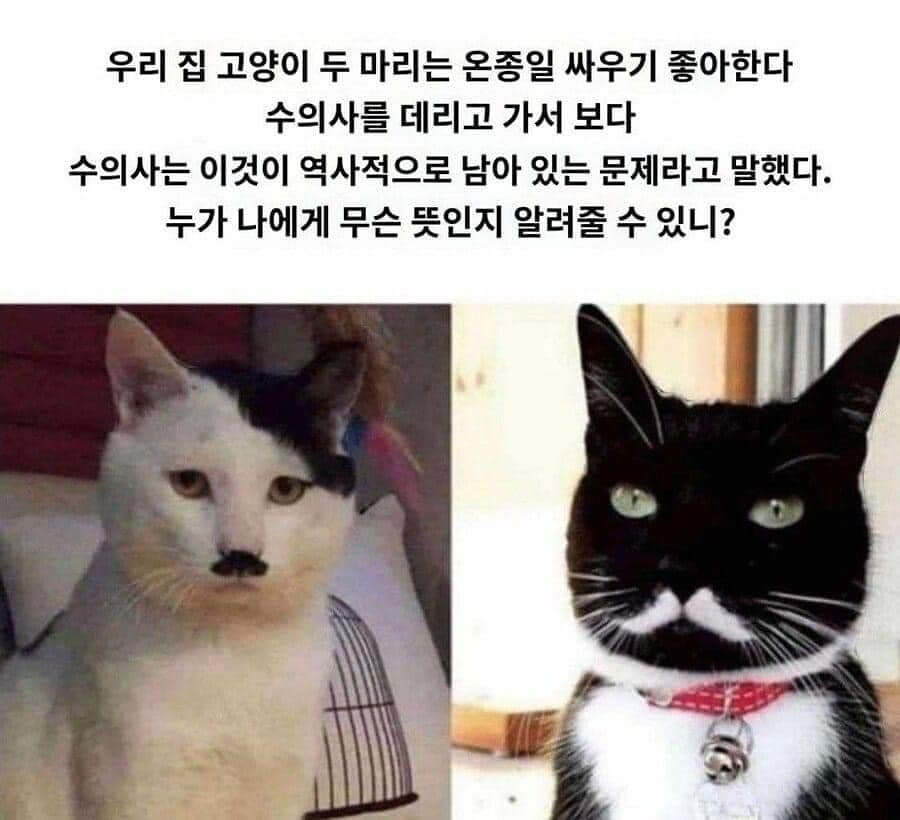 세계2차대전 #히틀러 #스탈린 #냥짤 #고양이