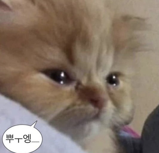뿌엥 고양이