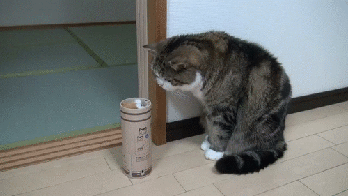 고양이의 반응속도 어이쿠 깜짝이야 냥이 동물 인형 귀여운 움찔 놀람