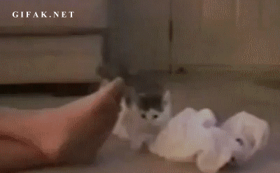 고양이 냥이 귀여운 냥펀치 냥아치 동물