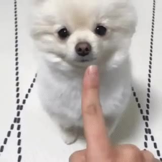 포메 머리콩 매우귀엽