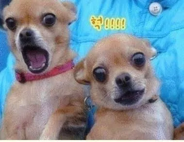 놀람 치와와 두마리