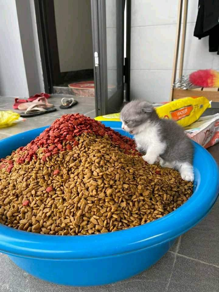 배터져 고양이 #냥짤 밥