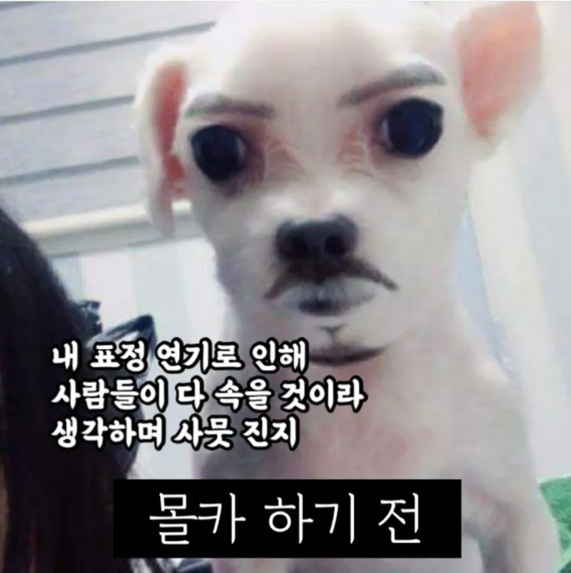 MBTI ENFP 강아지 치와와 몰카 연기 진지 웃긴 짤 수염 눈썹