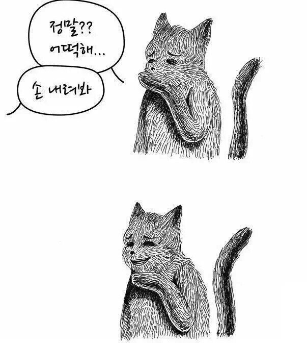 걱정하는 척 비웃는 고양이