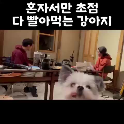 혼자서만 초점 빨아먹는 강아지 귀여운 댕댕이 메롱