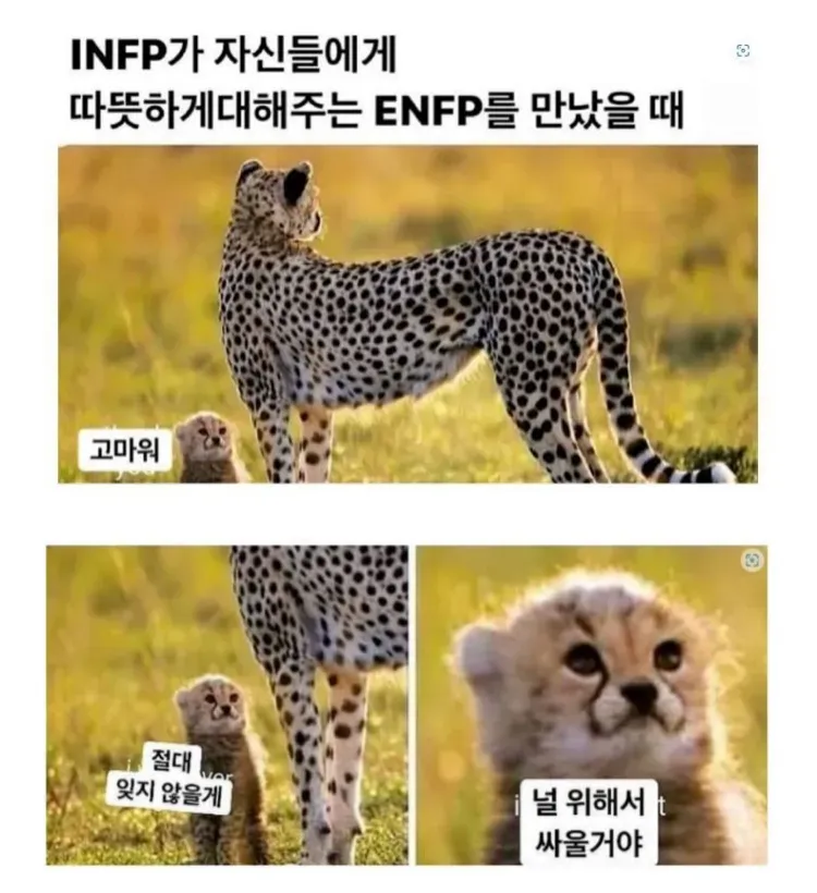 MBTI INFP ENFP 치타 새끼 감동 고마워 의리 다짐