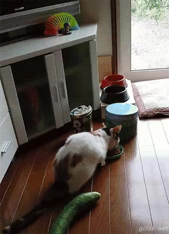슈아 고양이 오이 놀람 점프 기겁 당황 충격 동물 공중부양