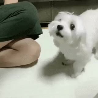 손을 모아! 화이팅 힘내 강아지