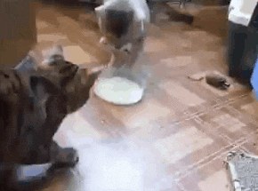 고양이 냥이 귀여운 냥펀치 냥아치 동물